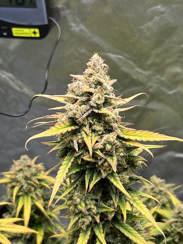 Growreport Bild 13
