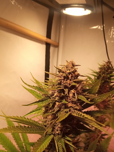 Growreport Bild 34