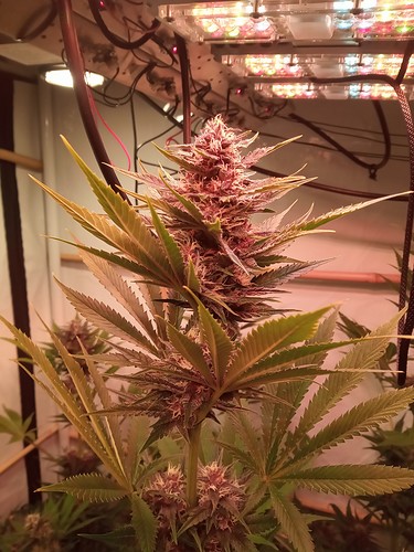 Growreport Bild 57