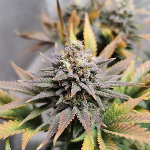 Growreport Bild 25