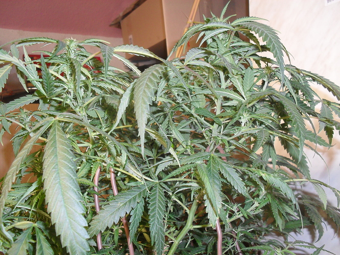 Growreport Bild 1
