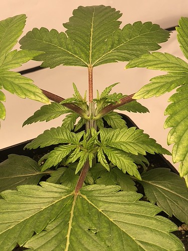 Growreport Bild 18