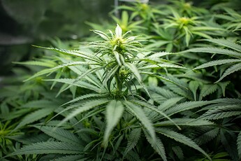 Growreport Bild 2