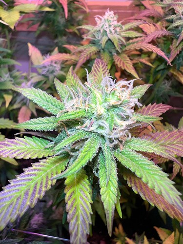 Growreport Bild 13