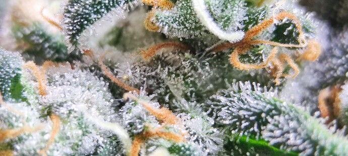Growreport Bild 19
