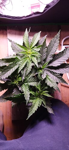 Growreport Bild 3