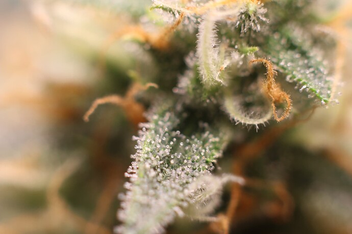 Growreport Bild 3