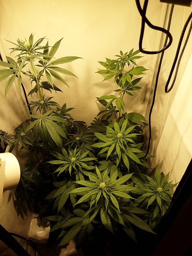 Growreport Bild 3