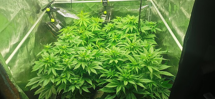 Growreport Bild 32