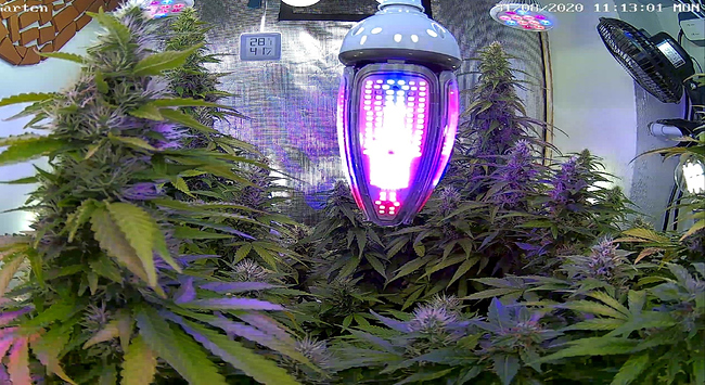 Growreport Bild 18
