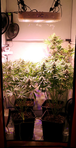 Growreport Bild 1