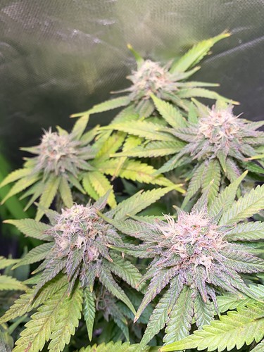 Growreport Bild 5