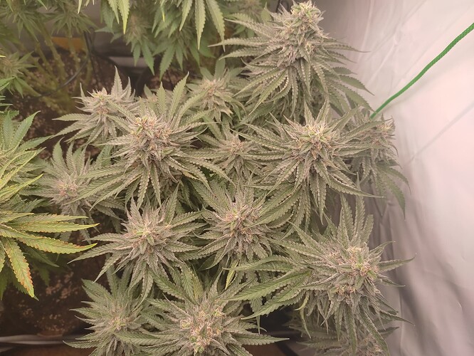 Growreport Bild 10
