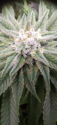 IMG_20240130_114903_1