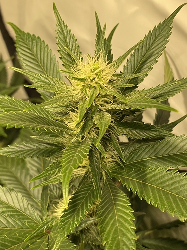 Growreport Bild 3
