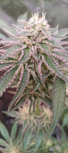 Growreport Bild 10