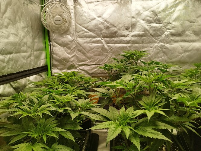 Growreport Bild 6