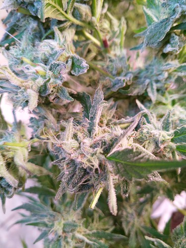 Growreport Bild 18