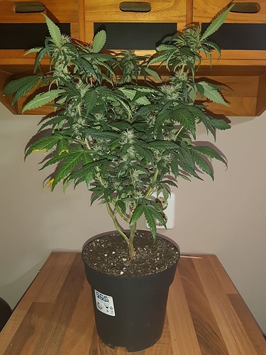 Growreport Bild 7