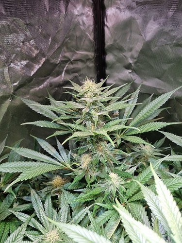 Growreport Bild 28