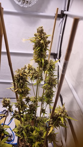 Growreport Bild 4