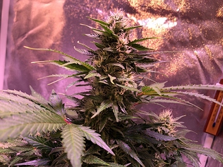 Growreport Bild 26