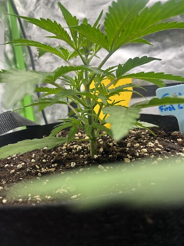 Growreport Bild 49