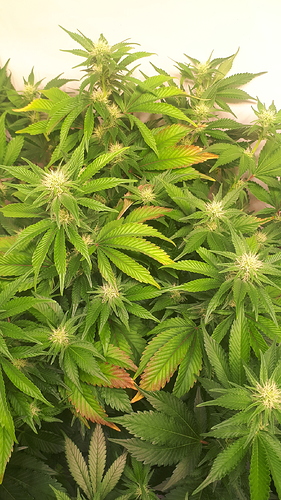 Growreport Bild 3