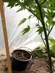 Growreport Bild 1