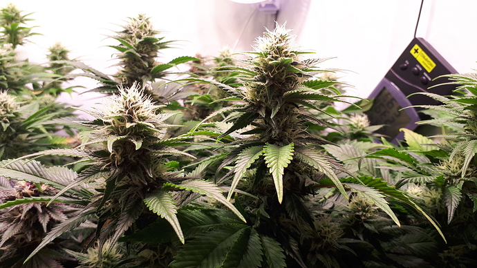 Growreport Bild 2