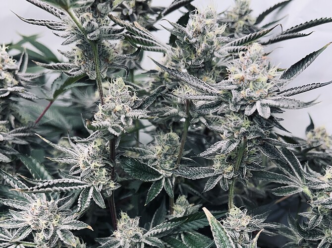 Growreport Bild 15