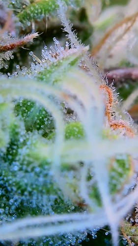 Growreport Bild 13