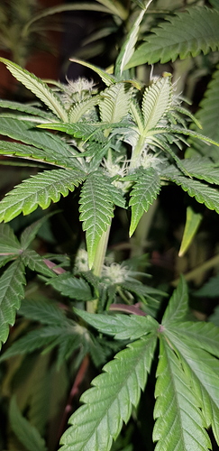 Growreport Bild 6