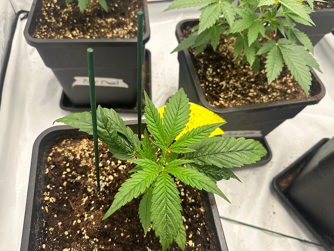 Growreport Bild 6