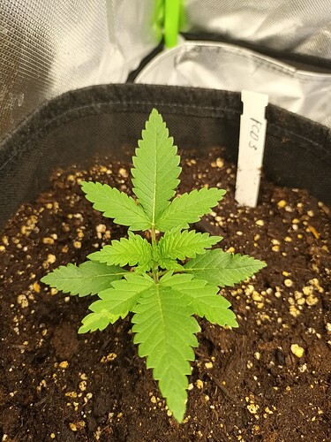 Growreport Bild 4