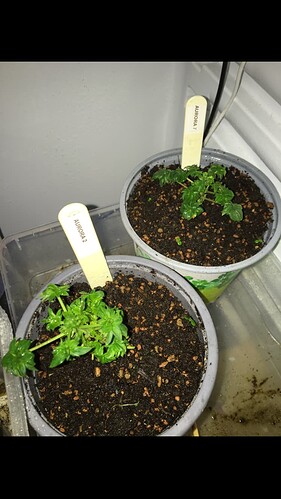 Growreport Bild 6