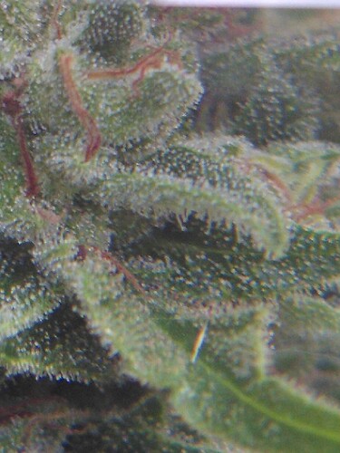 Growreport Bild 6