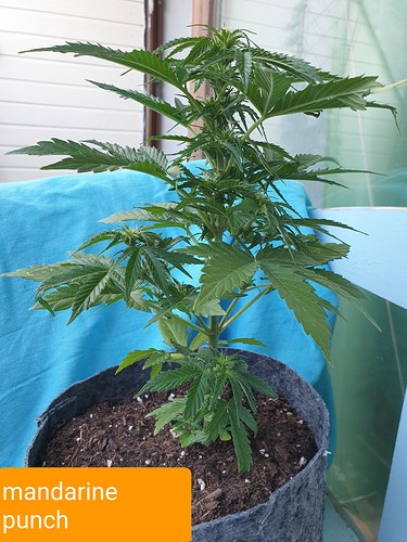 Growreport Bild 13