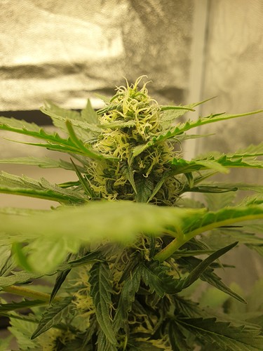 Growreport Bild 2
