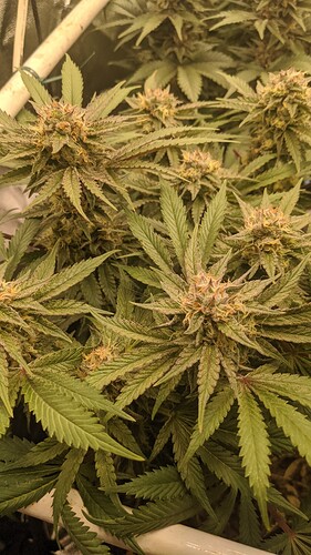 IMG_20240117_074147_650