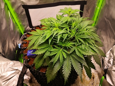 Growreport Bild 10