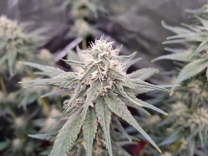 Growreport Bild 19