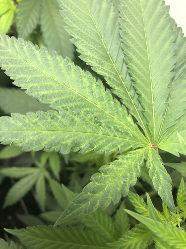 Growreport Bild 2