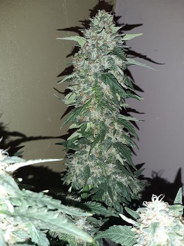 Growreport Bild 6