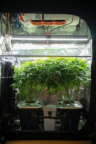 Growreport Bild 3
