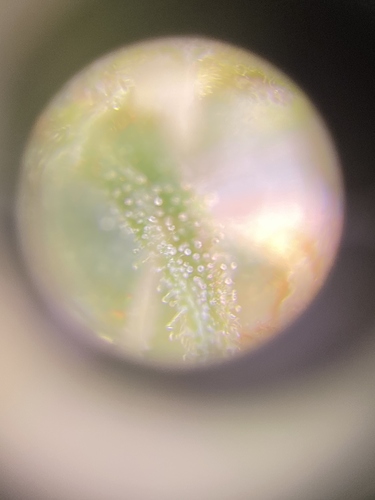 Growreport Bild 3