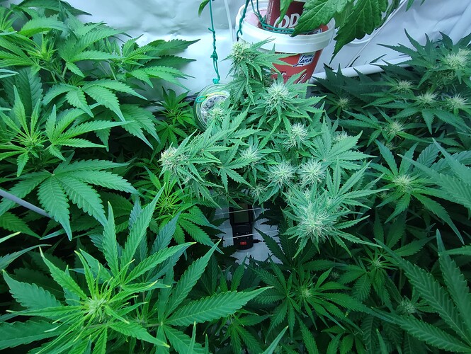 Growreport Bild 41