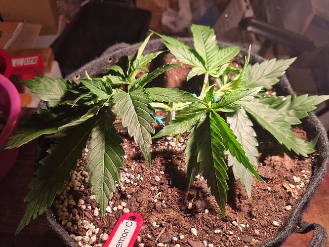 Growreport Bild 50