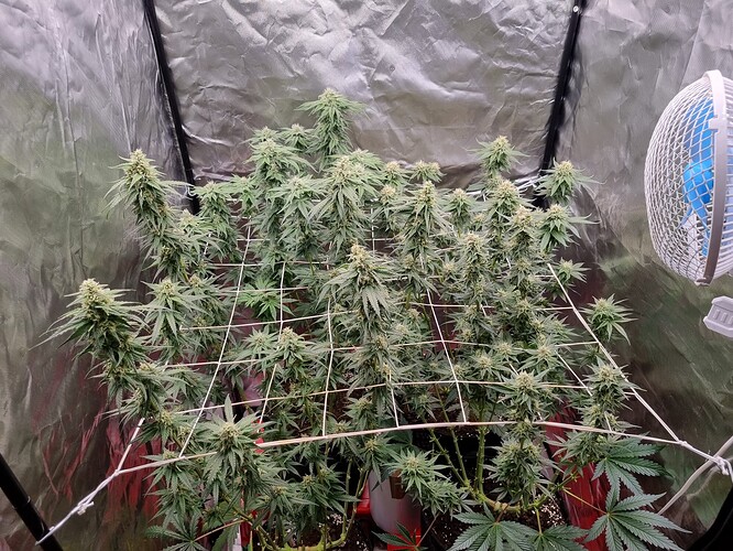 Growreport Bild 2