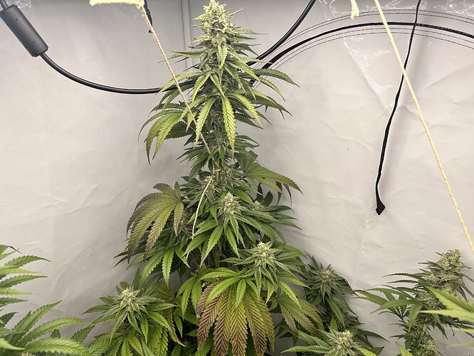 Growreport Bild 5